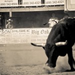 Bull Out Of The Pen