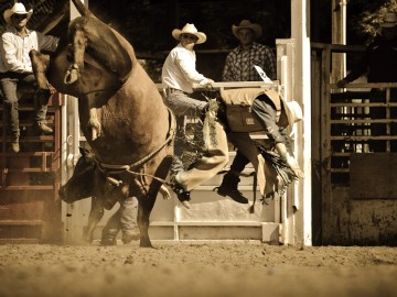 Bull Rider (some poor cowboy getting ejected) Driscoll Ranch Rodeo. La Honda, CA