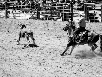 Calf Roping, Driscoll Ranch Rodeo. La Honda, CA
