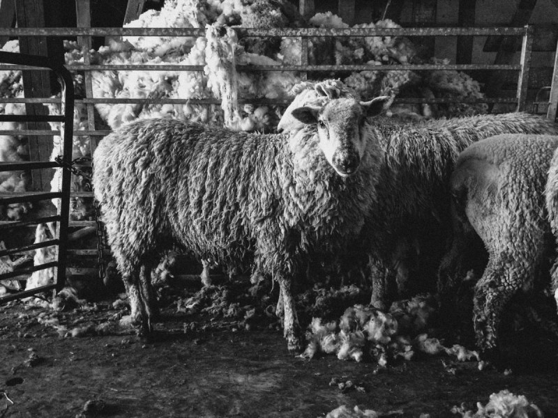 Wool makers. Pozzi Lamb Ranch Valley Ford, CA