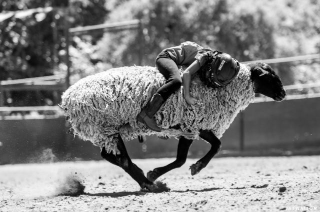 Mutton Bustin, La Honda, CA